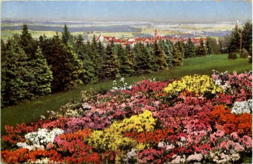 Kamenz i. Sa., Der Hutberg im Blütenschmuck