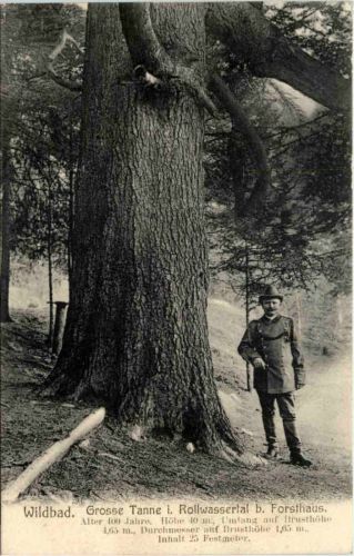 Wildbad - Grosse Tanne i. Rollwasserthal b. Forsthaus