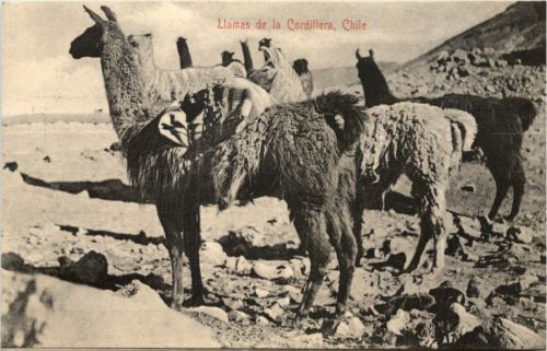 Chile - Llamas de la Cordillera
