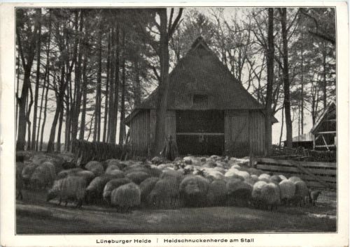 Lüneburger Heide, Heidschnuckenherde am Stall