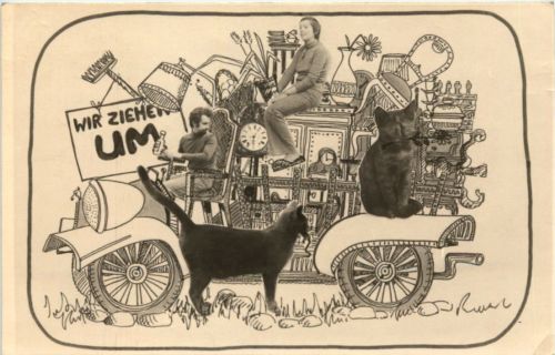 Umzug - Katze - Uster