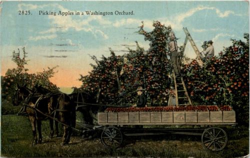 Picking Apples in a Washington Orchard