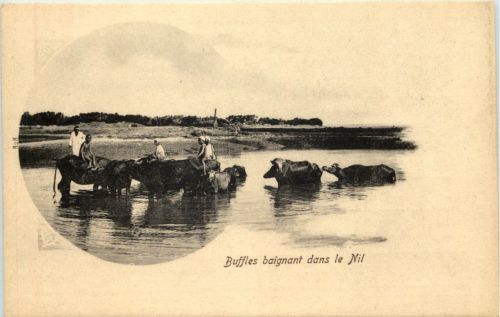 Egypt - Buffles baignant dans le Nil