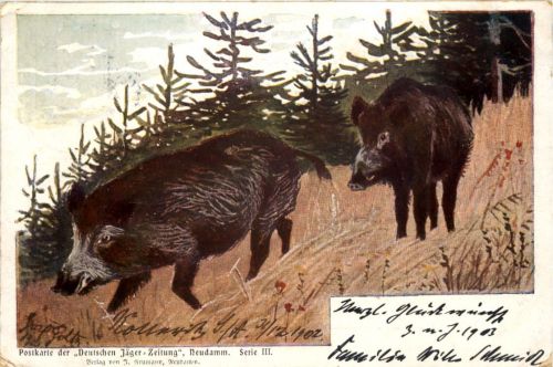Jäger Zeitung - Wildschweine