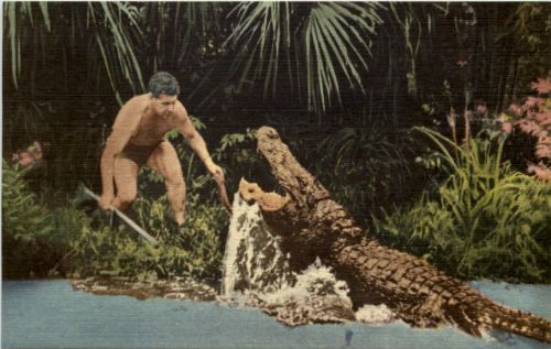 Silver Springs - Alligator