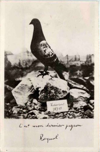 Verdun - Taube