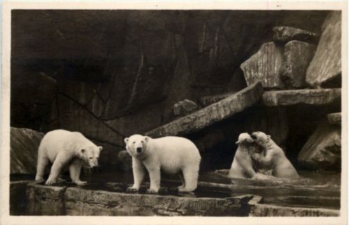 Hamburg Stellingen - Cal Hagenbecks Tierpark Eisbären