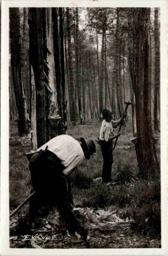 Landes - Holzfäller