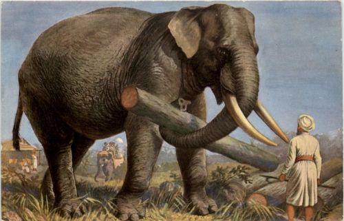 Elefant - Künstler AK Fr. Specht