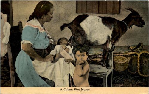 A Cuban Wet Nurse - Ziege Goat