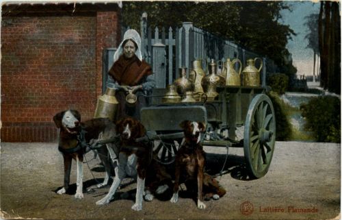 Laitiere Flamande - Hundekutsche - Feldpost Schonungskomp. R. Res