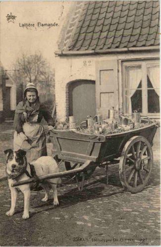 Laitiere Flamande - Hundekutsche - Feldpost