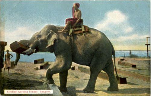 Rangoon - Elephant working Timber - Myanmar
