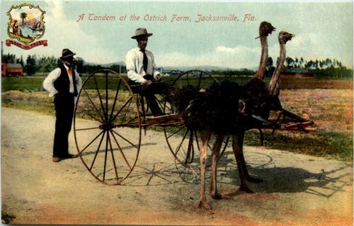 A Tandem at Ostrich Farm - Jacksonville