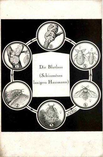 Die Blutlaus