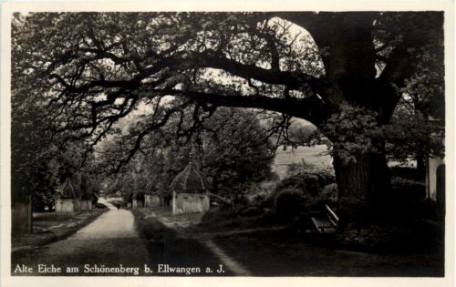 Alte Eiche am Schönenberg bei Ellwangen