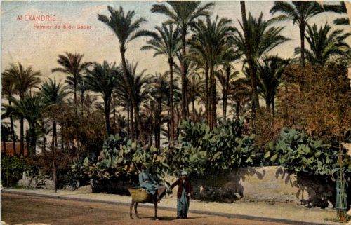 Alexandria - Palmier de Sidy Gaber