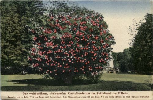 Dresden, Pillnitz, Camelienbaum im Schlosspark