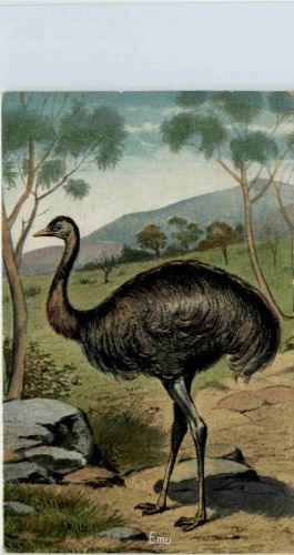 Austalia - Emu