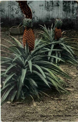 Singapore - Pinapple Plants