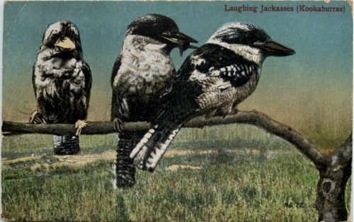 Australia - Laughing Jackasses - Kookaburras