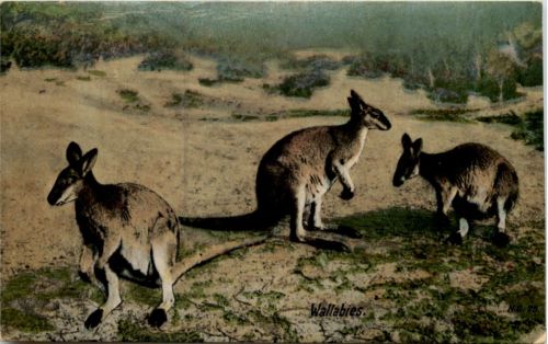 Australia - Wallabies