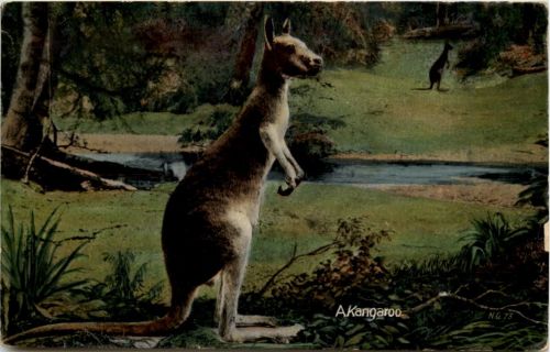 Australia - Kangaroo