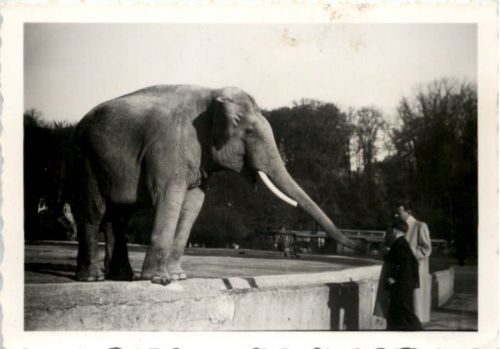 Fürstenfeldbruck - Zoo - Elefant