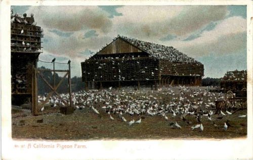 A California Pigeon Farm
