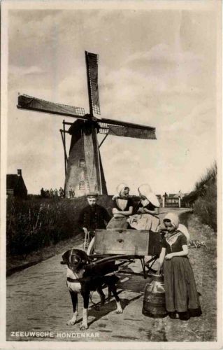 Zeeuwsche Hondenkar - Windmühle