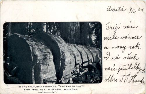 California Redwoods - The Fallen giant