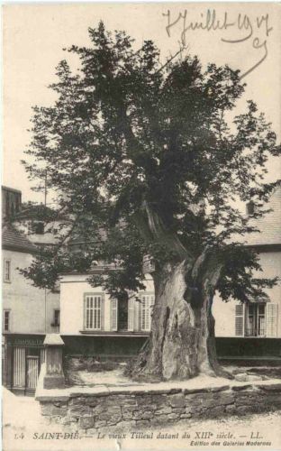 Saint-Die Vosges, Le vieux Tilleul datant du XVIII siecle