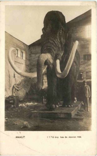 Mamut