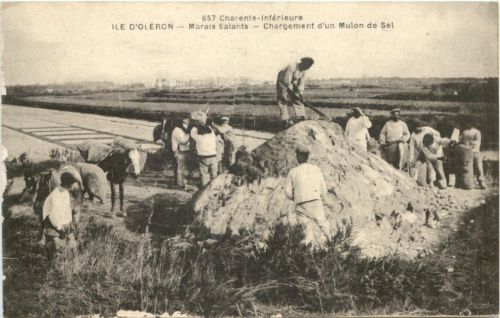 Ile d Oleron - Marais Salants