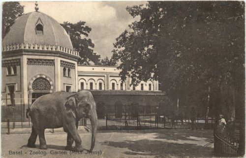 Basel - Zoologischer Garten - Elephant