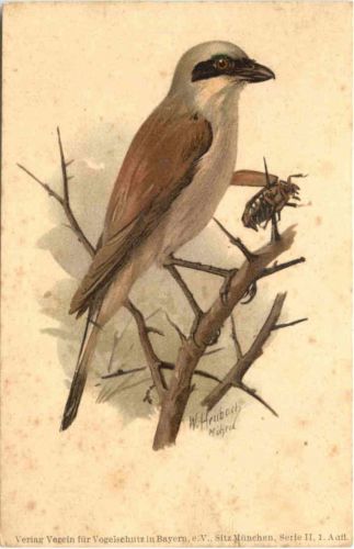 Vogel - Rotrückiger Würger