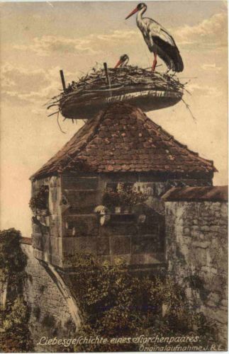 Liebesgeschichte eines Storchenpaares