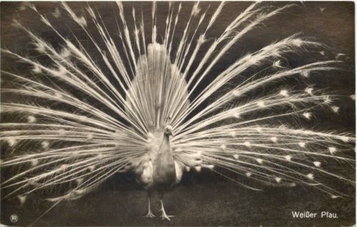 Vogel - Weisser Pfau