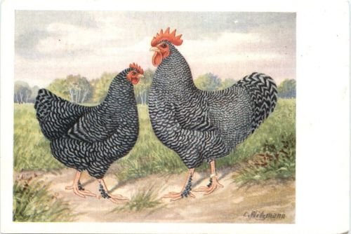 Vogel Hühner Blausperber