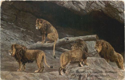 Hamburg Stellingen - Hagenbecks Tierpark - Löwen