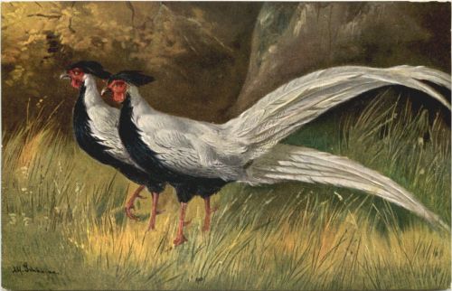 Vogel - Silberfasan