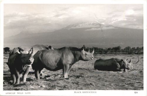 Black Rhinoceros - Nashorn