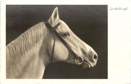 Horse - Araberhengst