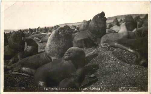 Territorio Santa Cruz . Lobos Marinos