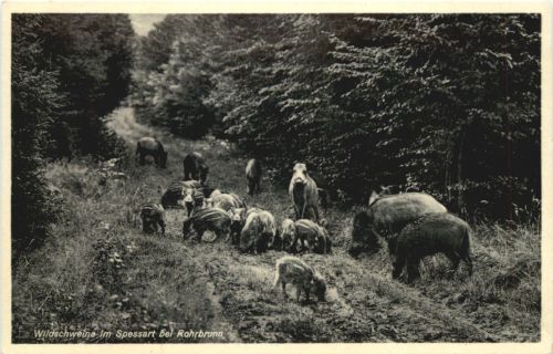 Wildschweine im Spessart bei Rohrbrunn