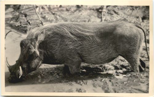 Warthog - Schwein