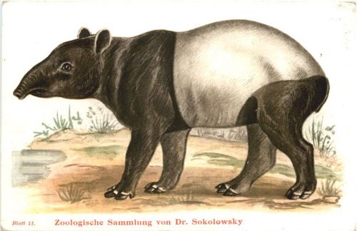 Schabrackentapir