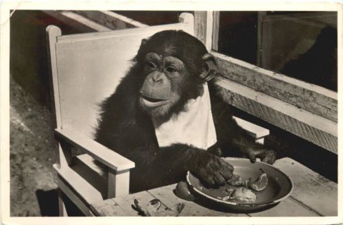 Chimpanse Joke - Dierenpark Arnhem