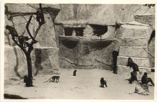 Apenrots in Artis - Monkey