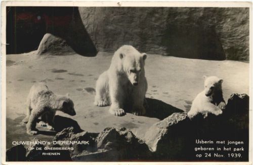 Rhenen - Ouwehands Dierenpark - Eisbär